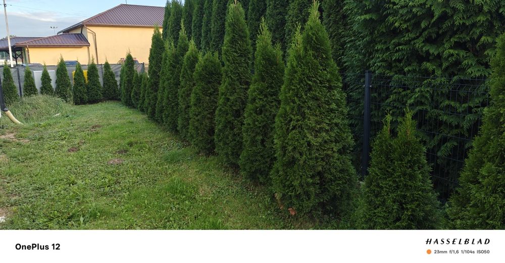 Thuje szmaragd, żywotniak zachodni