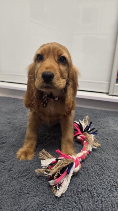 Cocker Spaniel dziewczynka