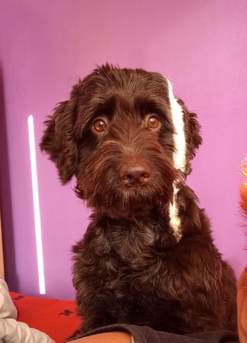 Oddam wyżła niemieckiego