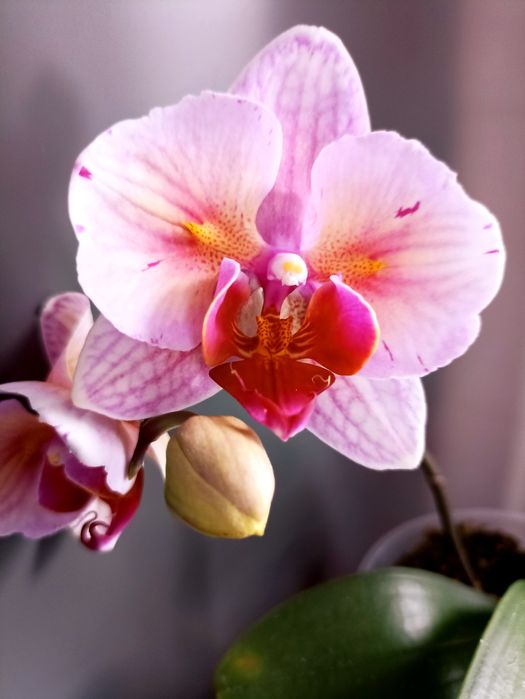 Орхідея орхидея метелик