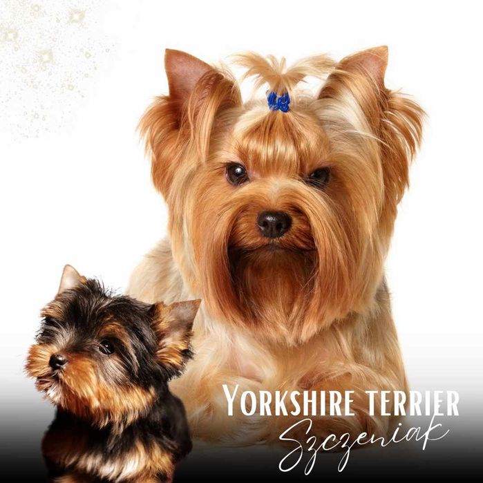 York terrier piesek i sunia