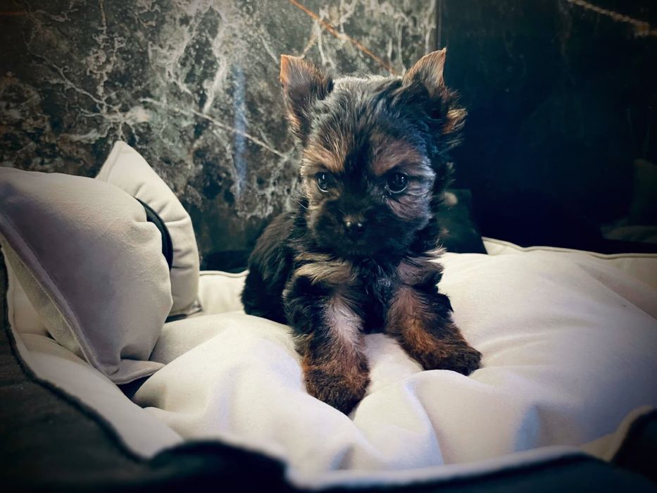 York Yorkshire Terrier suczka