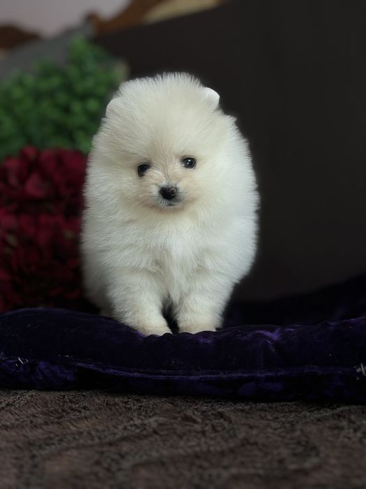 Мілашка померашка