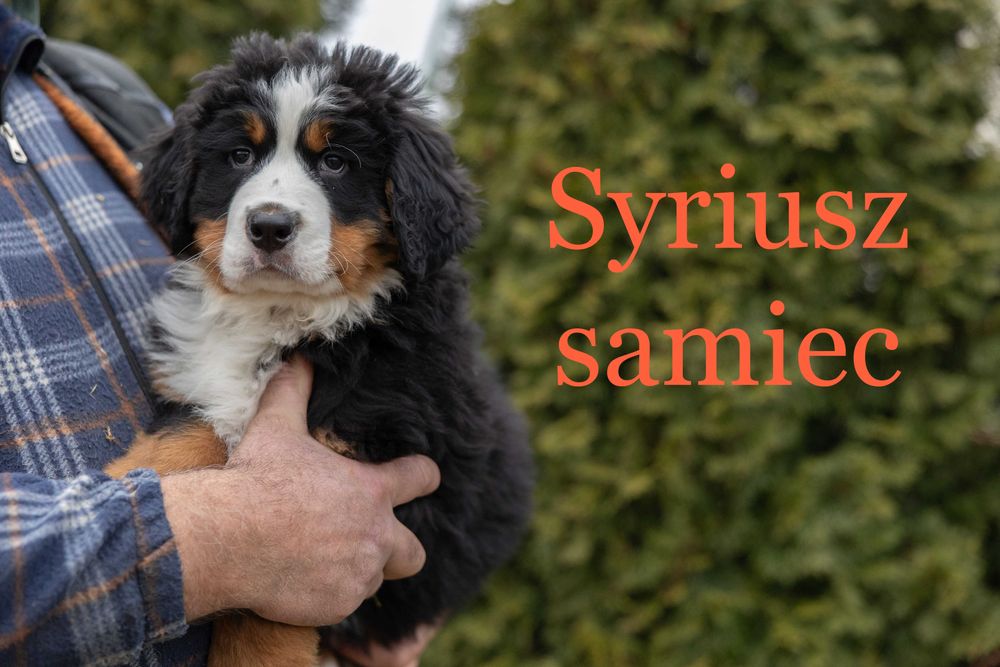 Berneński Pies Pasterski