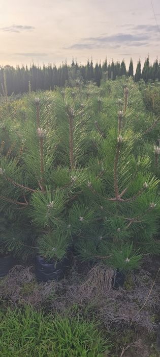 Sosna żółta 100-500 cm  Pinus Nigra austriacka czarna