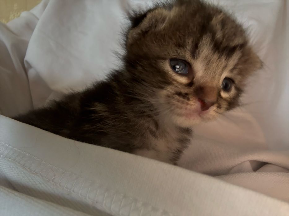 Віддам кошенят хлопці