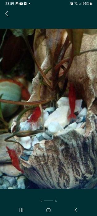 Продам креветок !