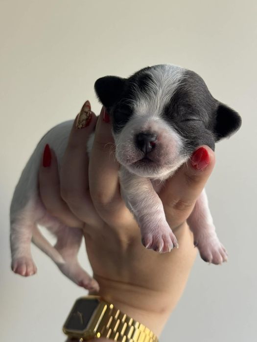 Rezerwacja szczeniąt chihuahua