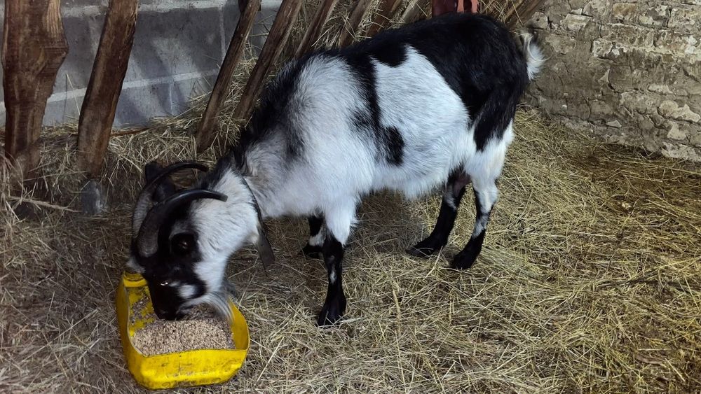 Продам козу. Прогулянка другий раз.