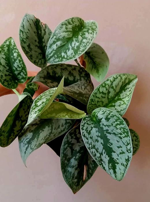 Сциндапсус Пиктус Треби