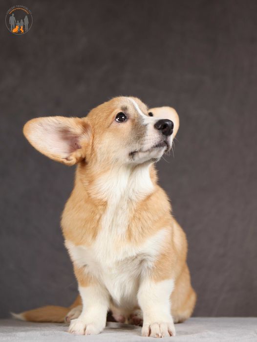Welsh Corgi Pembroke ZKwP FCI rodzice przebadani na chor. gen.