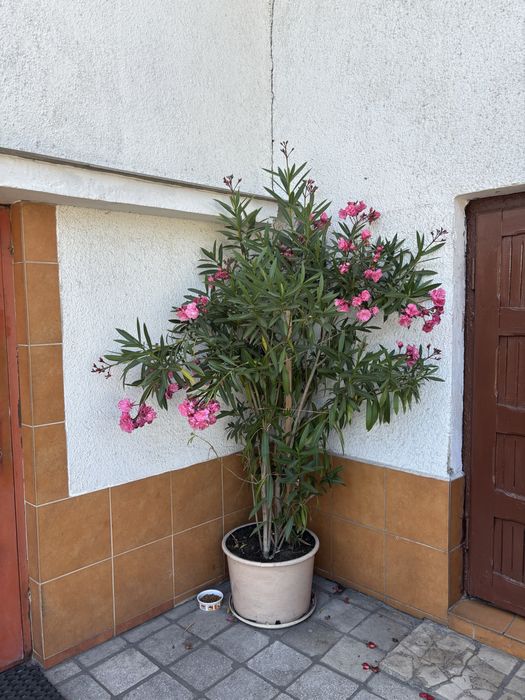 Oleander kwiat krzew wysoki 180cm