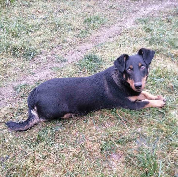 Віддам у добрі руки вірного друга та охоронця!