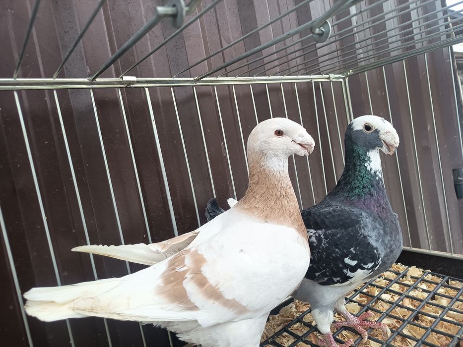 Sprzedam gołębie niemieckie wystawowe