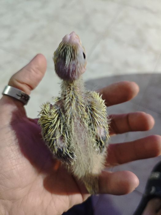 Caturras criadas a mão macho