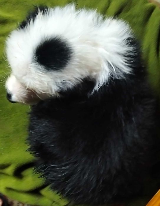 Border collie macho de olhos azuis