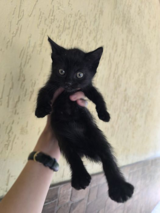 котики в добрі руки