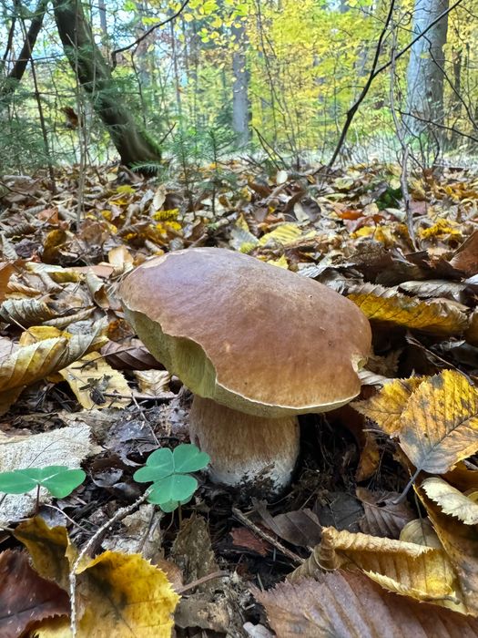 Грибова приправа