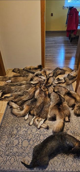 Skóra z jenota nowa