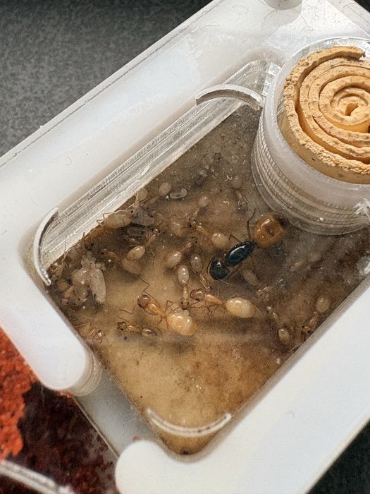 Camponotus fedchenkoi