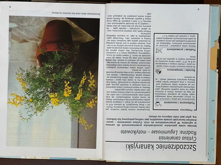 Doniczkowe piękności