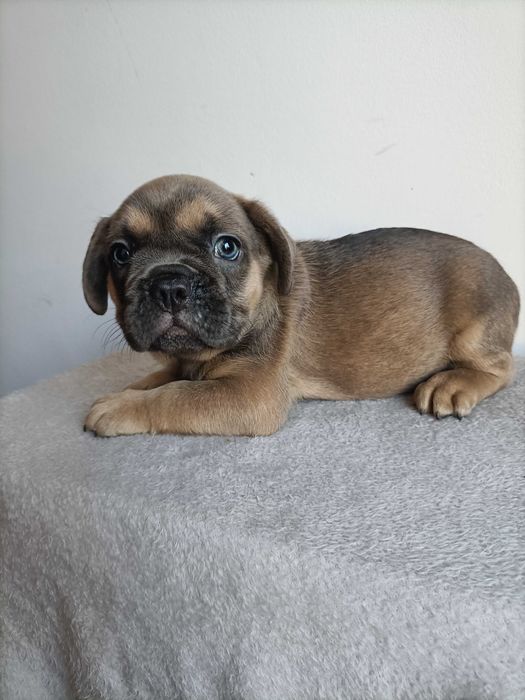 Bulldog francês cor bonita