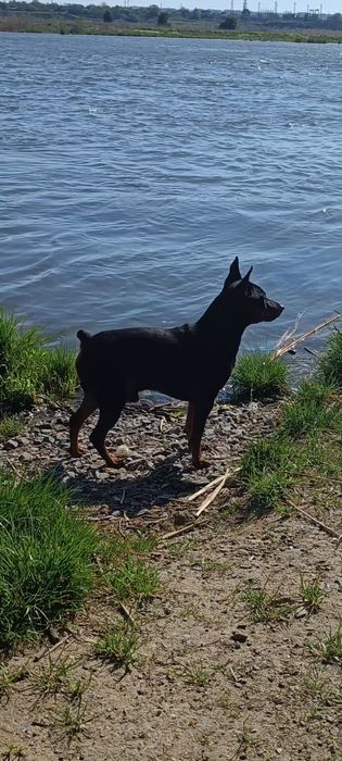 Вязка цвергпинчер!