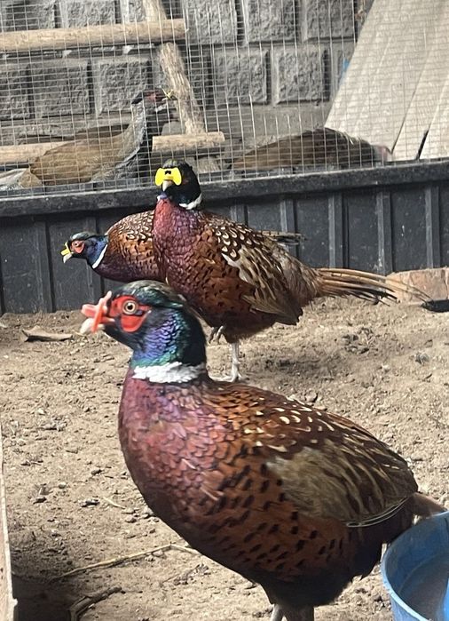 Продам фазана фазанят