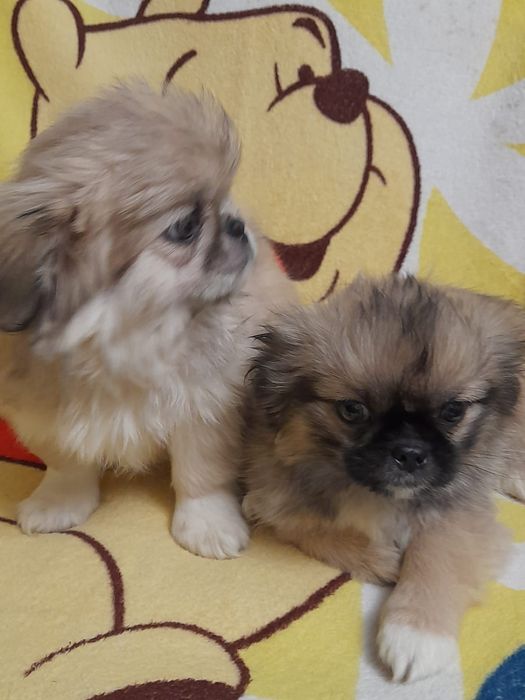 Продамо пекінесів