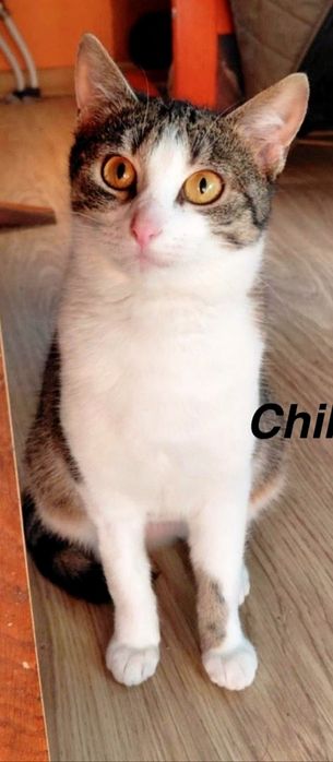 Misia ...kochana Istota szuka domu ...