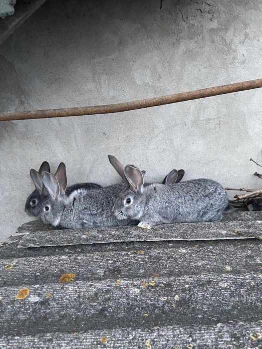 Кролі дуже гарні