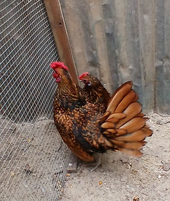 Ovos galados Sebright dourada