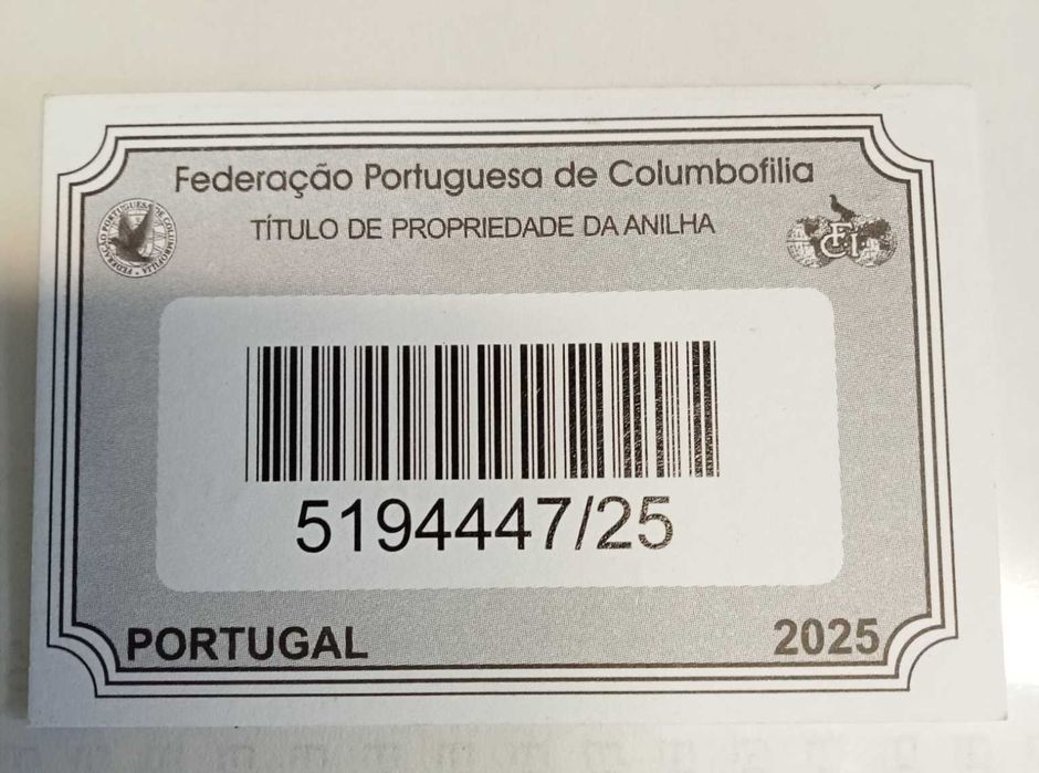 Lindo pombo correio fêmea