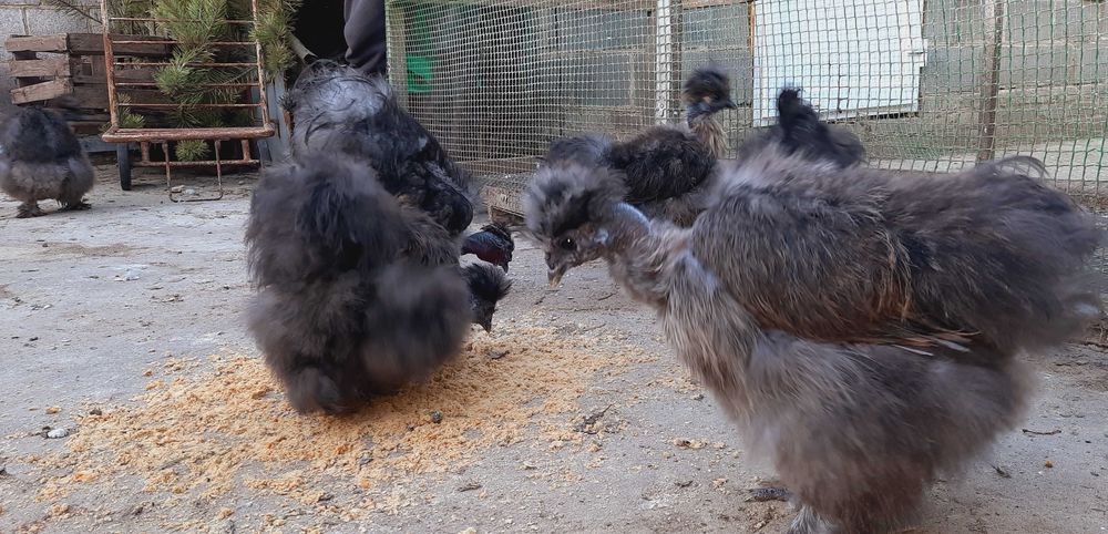 яйцо инкубационное Silkie китайская шёлковая оплод не менее 90%+бонус