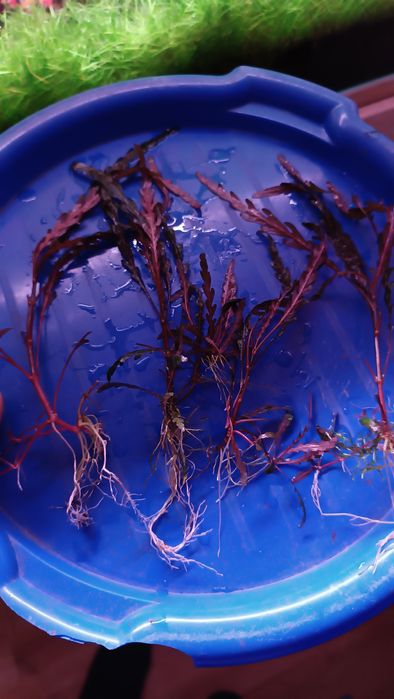 Hygrophila pinnatifida