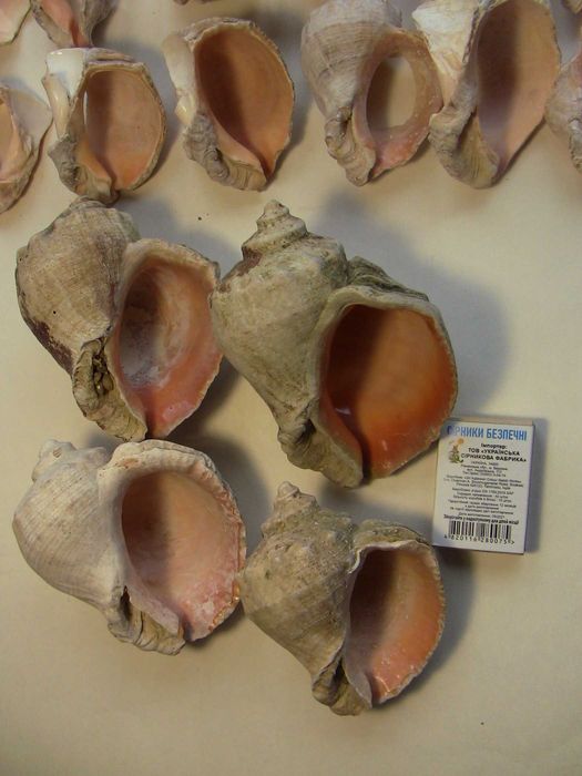 Ракушки для аквариума рапана