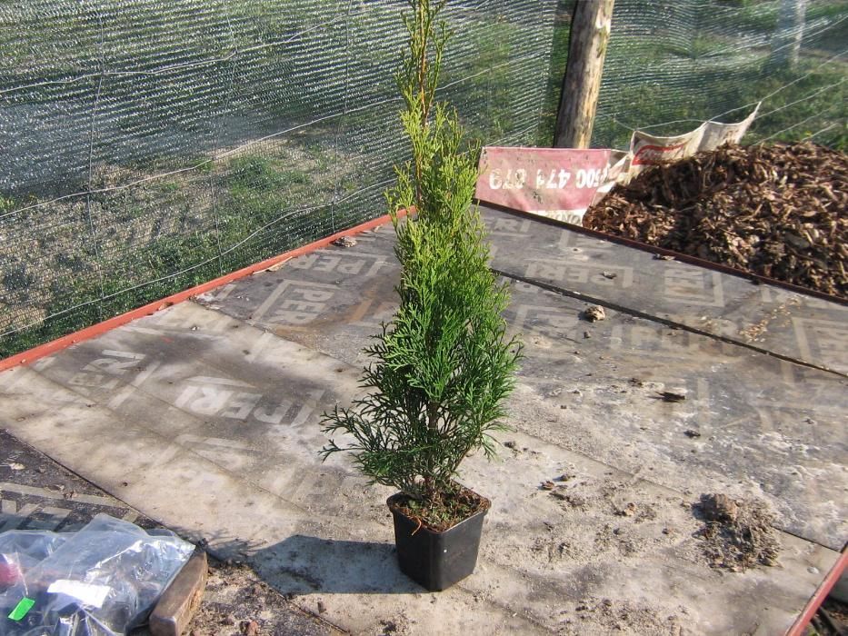 Tuja szmaragd . Idealna na żywopłot . Super cena ! Tuje 50 - 60 cm