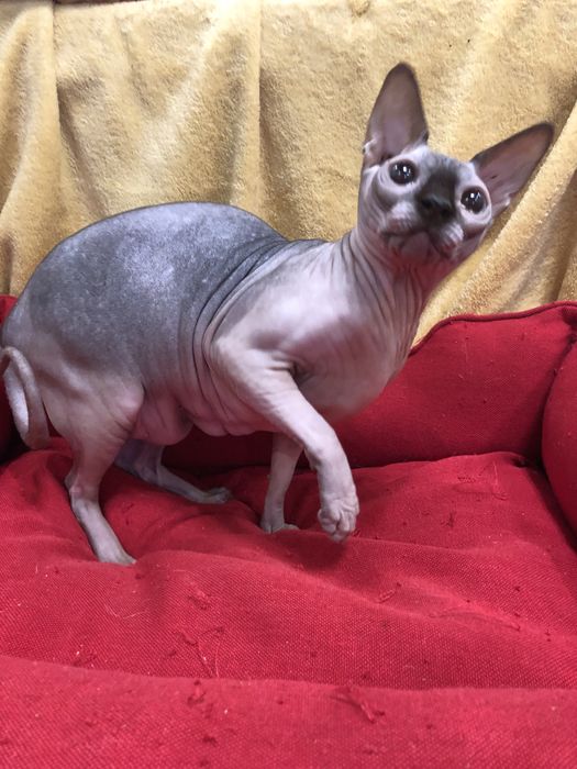 Сфинкс стерелизованная девочка в любимцы