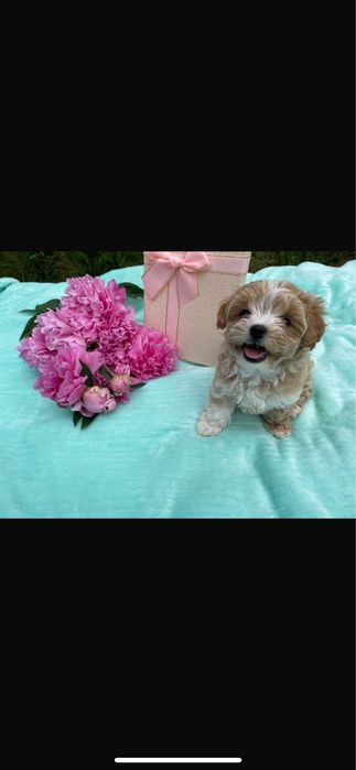 Маленькі красиві дітки мальтипу