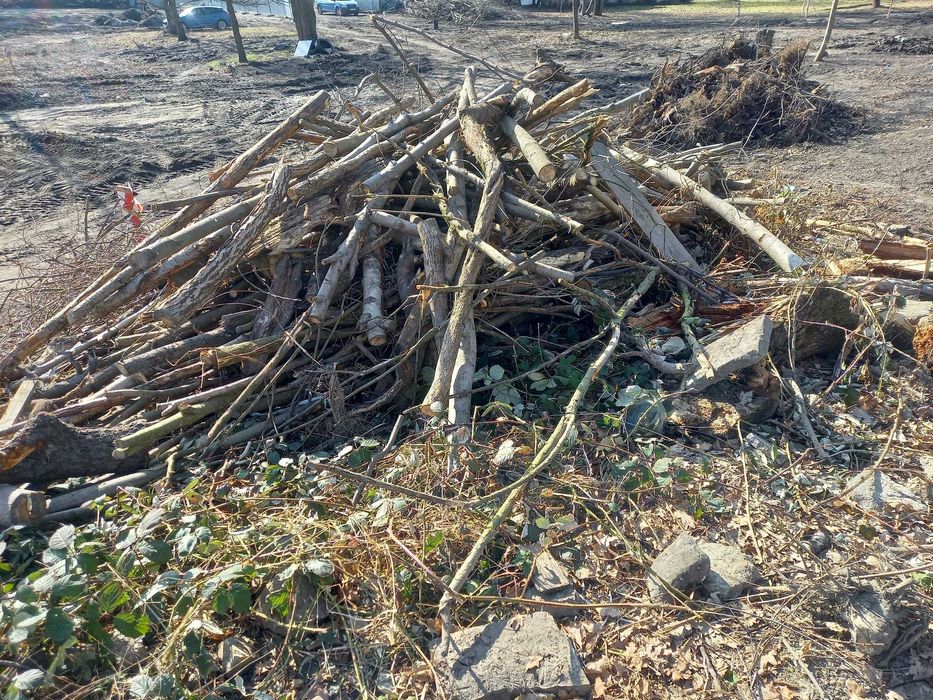 Oddam drewno za darmo