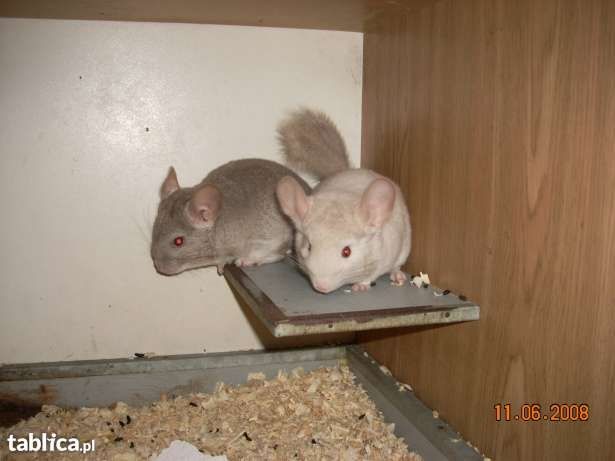 Szynszyle do hodowli i na hobby biały,beż,czarny,standard.