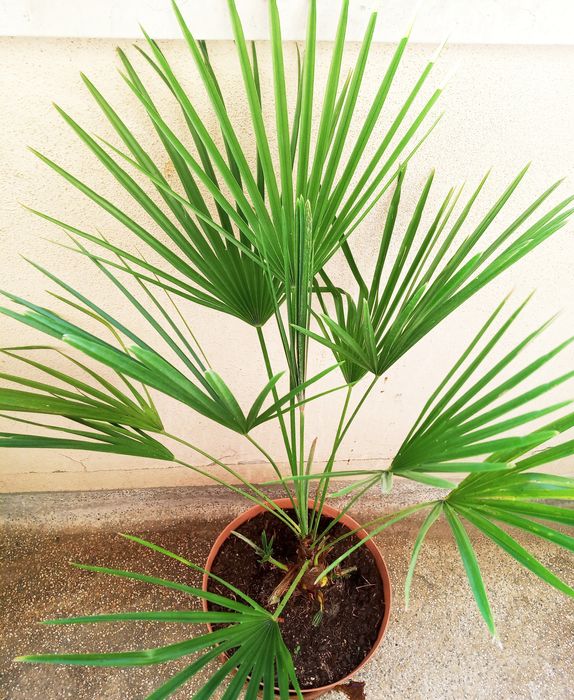 Palmeiras de leque europeias ou Chamaerops humilis