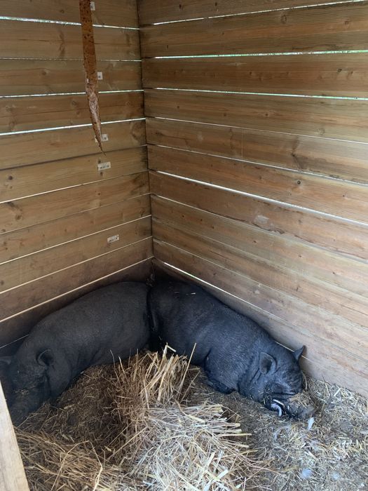 Porcos Vietnamitas, Mini Pigs