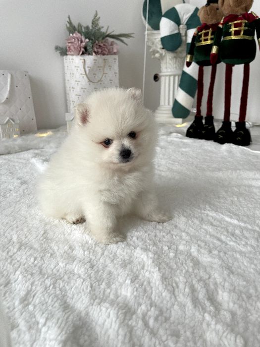 Померанські шпіци — Лише 3! Ідеальна можливість