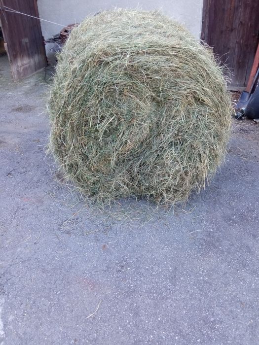 Siano 2025 kostki i bele