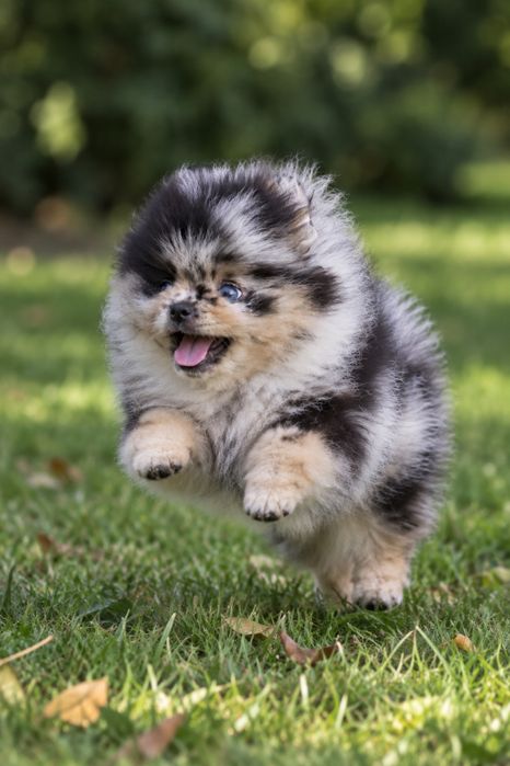 Piękny Mini chlopiec pomeranian! Merle