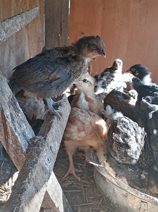 Sprzedam Kurczaki Mix