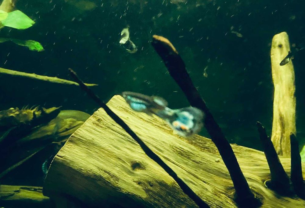 Акваріумні риби Гуппі