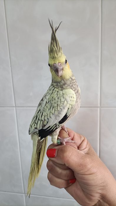 Caturras criadas à mão