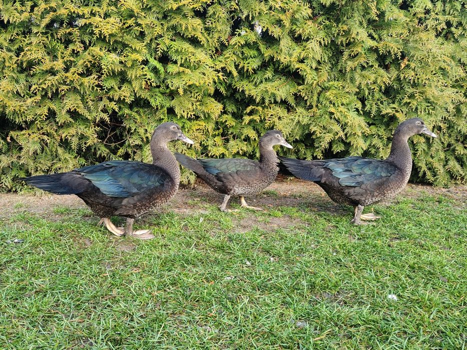 Kaczki, kaczory piżmowe/ francuskie